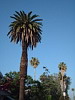 Palms.JPG